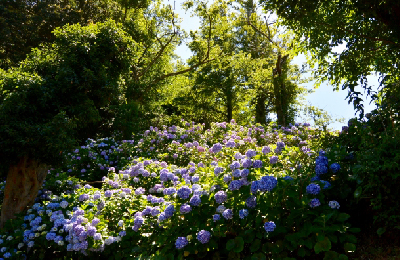 あじさい公園（あじさい）